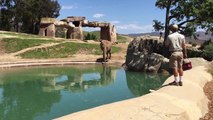 San Diego Wild Animal Park - The Elephants Part II