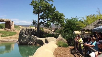 San Diego Wild Animal Park - The Elephants