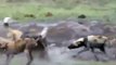 Botswana Wild Dogs vs Hyena Animal Fight National Geographic Wild & Discovery Channe