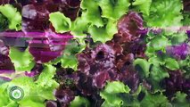 Metro Crops - Turning Old Factories into High Tech Lettuce Farms - Storrs Connecticut
