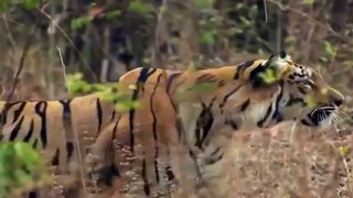 Tiger vs Lion | Tiger vs Bear fight to the death 2015
