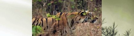 Tiger vs Lion | Tiger vs Bear fight to the death 2015