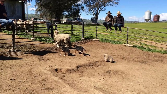 Little dog herds sheep like a guard dog and it's pure gold!
