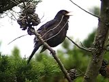 EL CANTO DEL MIRLO (COMUN TURDUS MERULA )
