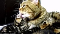 Cat's tenderness))