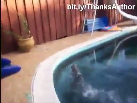 Funny cats compilation - Gatti Divertenti