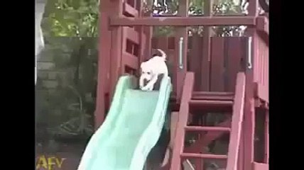 Funny dogs The humorous situations of puppy