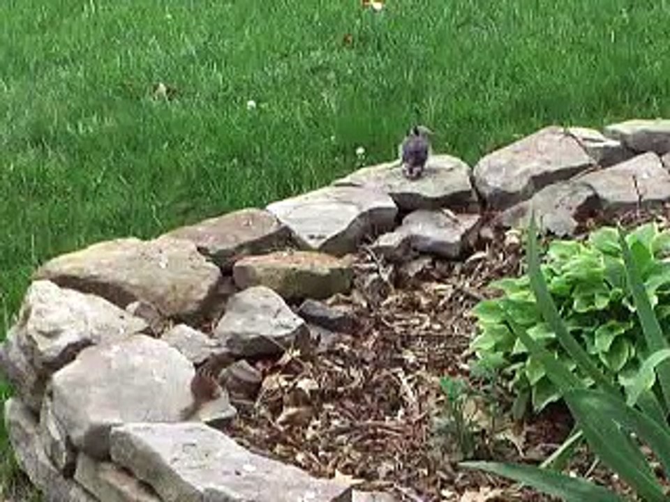 Fledgling Blue Jay