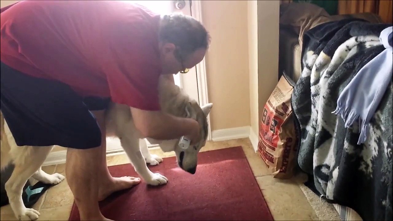 Cato ear cleaning