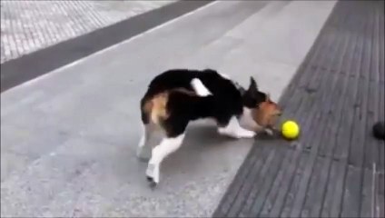 Dog playing with tennis ball