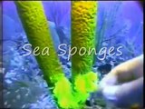 Sea Sponges Under The Sea