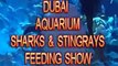 DUBAI AQUARIUM SHARKS AND STINGRAYS FEEDING (A MUST SEE!)