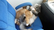 Cute Norwegian Forest Cats Cleaning Each Other
