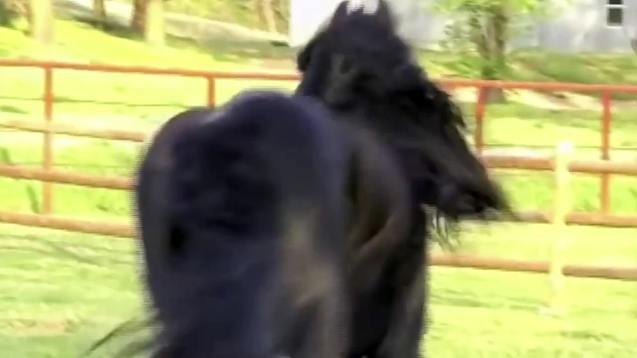 Increible Caballo Stallion Se te caera la quijada