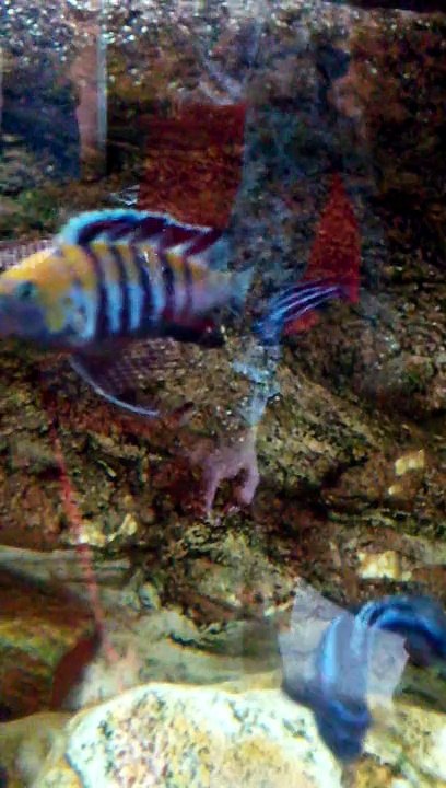 cynotilapia afra "Cobue"