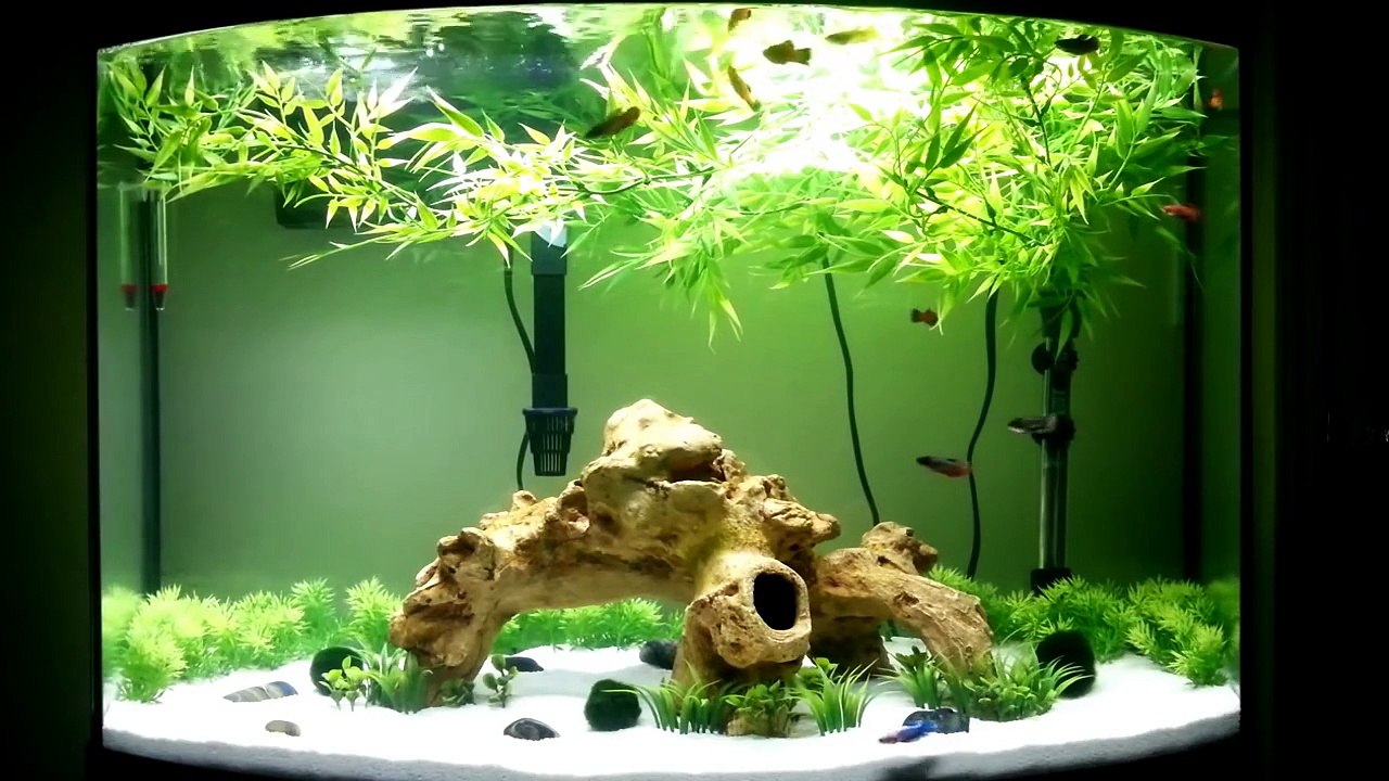 Female betta sorority 36 Gallon Bowfront