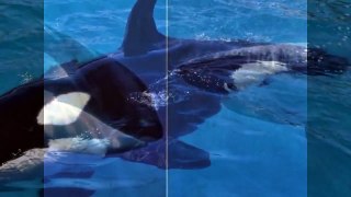 Killer Whale vs White Shark