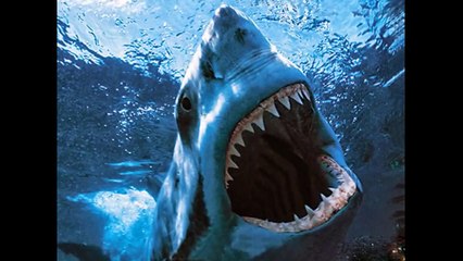 White Tiger vs White Shark