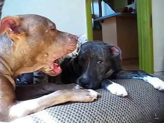kitty cat has love attack for killer pitbull dogs banned in miami illegal dangerous