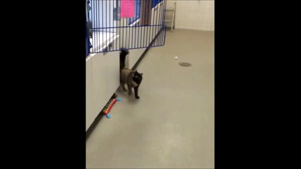 Chat en galère sur un sol ciré et très glissant!