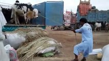 Unloading part 1 cow mandi karachi
