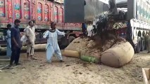 Unloading part 2 cow mandi karachi