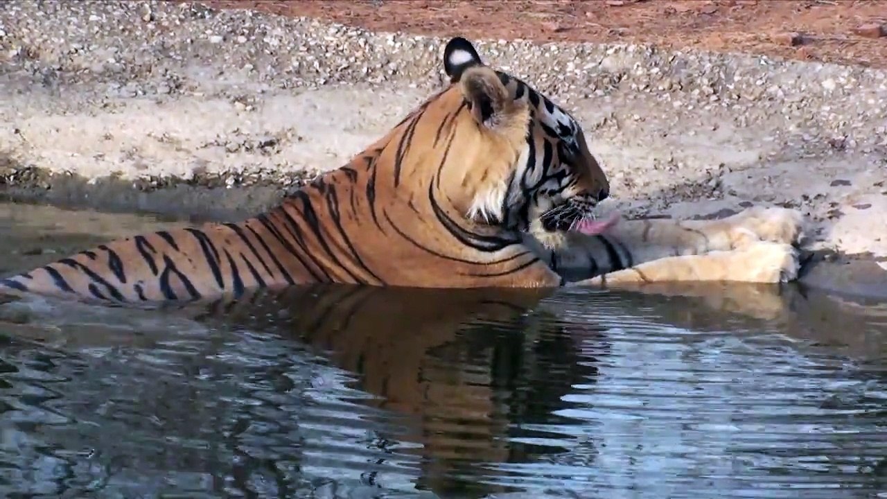 A Dozen Days in the Domain of Shere Khan, Episode 3: Star Male