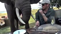 Elephant whacks tourists with trunk     00:28