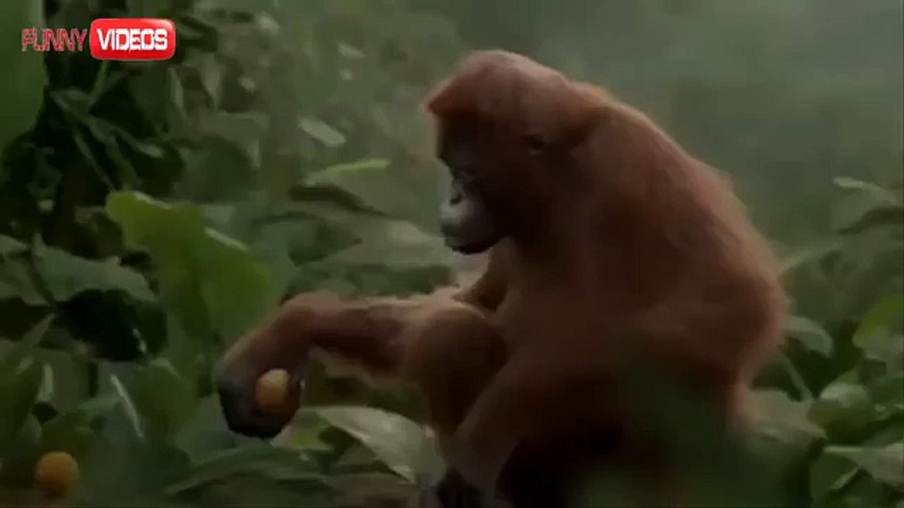 Funny orangutan online videos