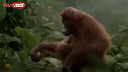 Funny Videos - I Like To Move It - Monkey Dance!! LOL xprovideo - YouTube