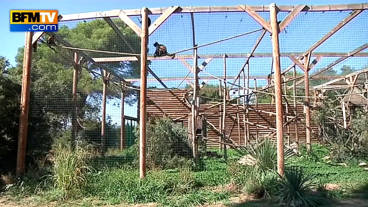 Marseille : deux singes volés au zoo de La Barben