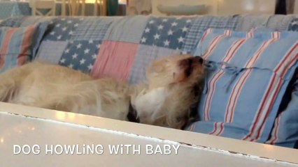 Dog howling with baby funny dog shows empathy