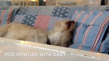 Dog howling with baby funny dog shows empathy
