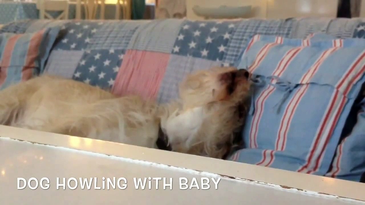 Dog howling with baby funny dog shows empathy