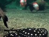 Spotted Stingray, Suckermouth Catfish, Twig Catfish, Tetra, Brochis Catfish, Discus