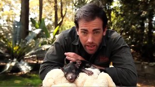Wild Animal Encounters - Ben Britton - Tasmanian Devil