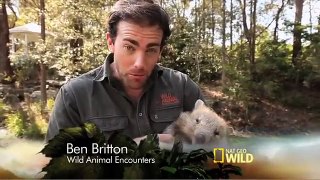 Wild Animal Encounters - Ben Britton - Wombat