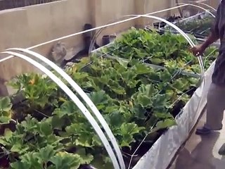 زراعة الاسطح