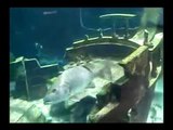 Acuario con Tiburones y Peces Gigantes