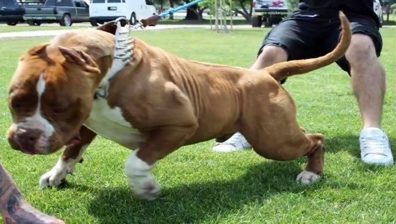 Biggest bully pitbull on earth PITBULL GIANT strongest dogs in the