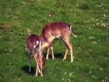 Maschi di Daino Parco foreste Casentinesi  Males of Fallow deer Park Casentinesi forests