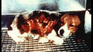 Barbaric Animal Experimentation(Vivisection)