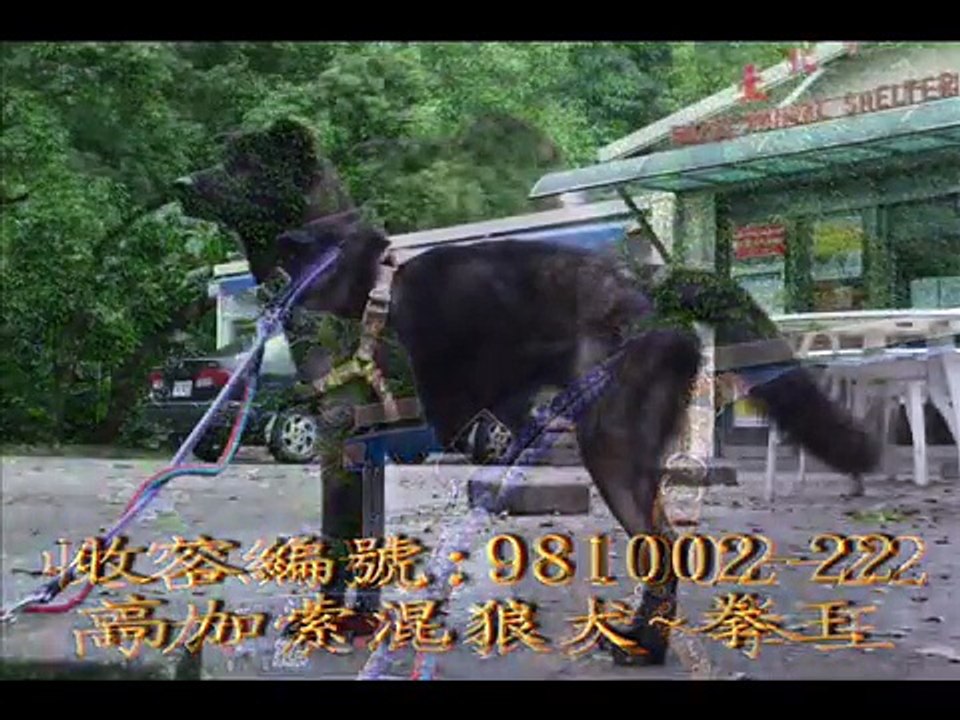 [已被領養]~山寨版高加索狼犬~拳王~公年輕犬~收容編號:98100222~動物之家典藏