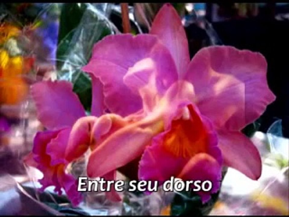 JE T'AIME MOI NON PLUS  COM TRADUÇÃO