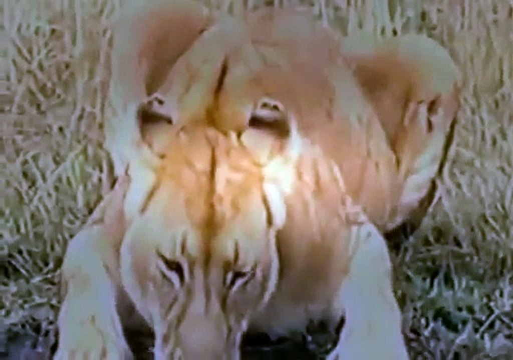 Leopards Hunting documentary 2015 - Leopards Documentary National Geographic Full HD [Full Episode]