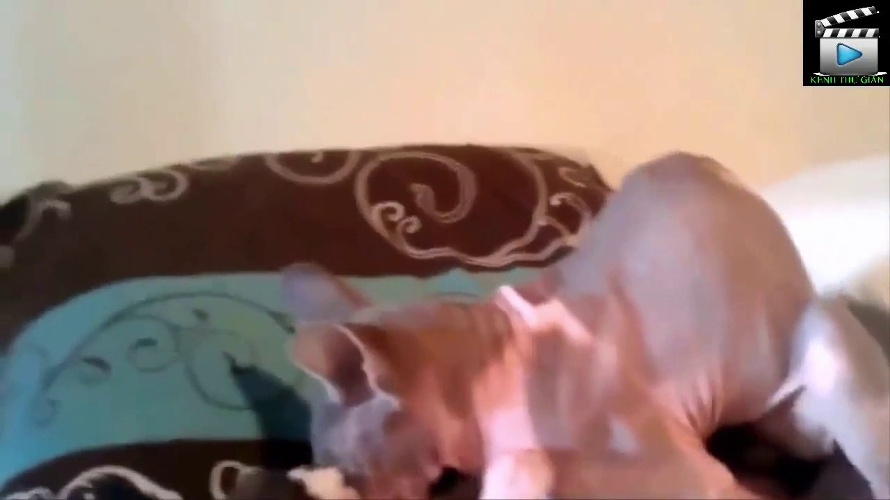 Bản sao của Funny Cats Videos 2015 Funny Cat Funny Animals Funny Cats Compilation