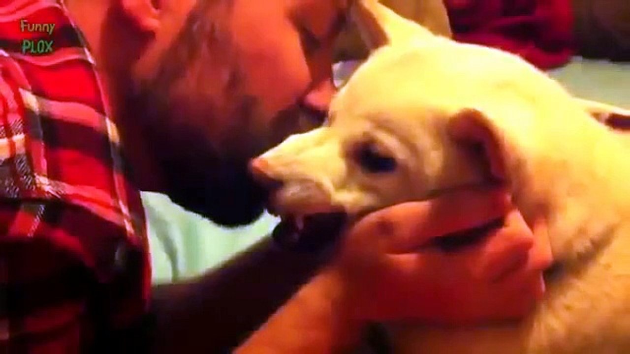 funny cats, funniest video, funny cats videos