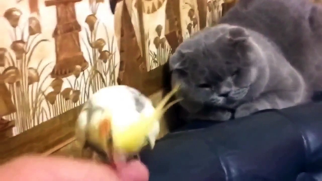 Кот и попугай 2015, Funny cats, Прикольные,смешные, веселые коты и котята