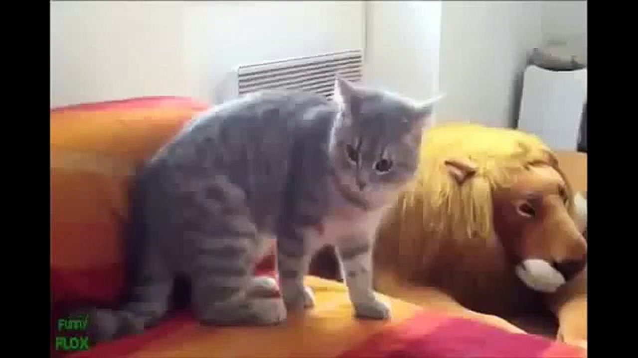 funny videos cats 2015 , مقاطع قطط مضحكة جداااا