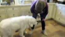 VICIOUS FOOD AGGRESSIVE GREAT PYRENEES SAVED! - Jeffrey Loy : www.FriendToAnimals.com